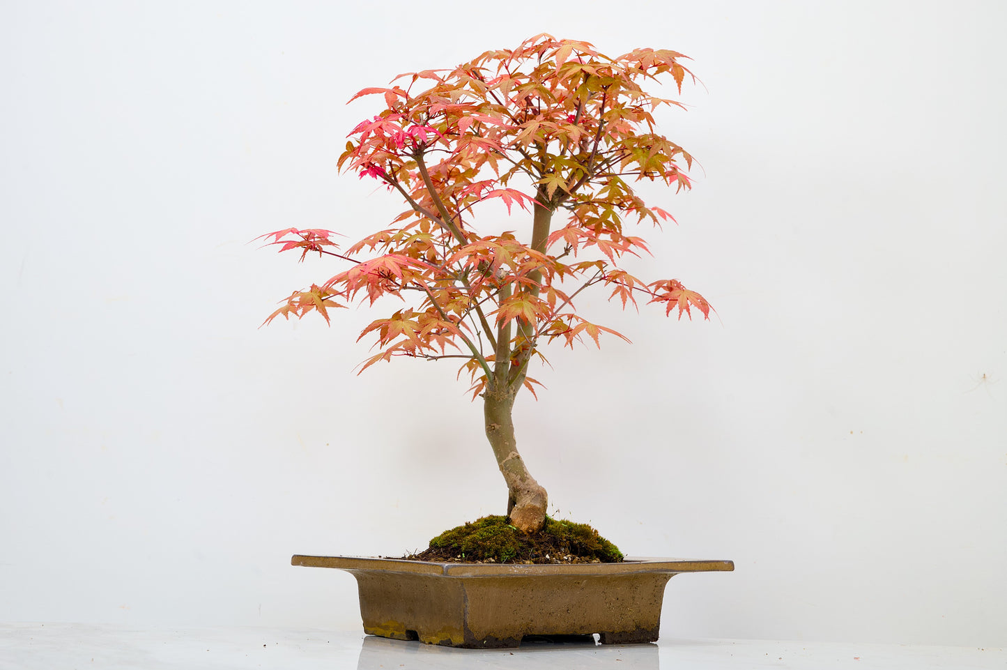 Deshojo Japanese Maple Bonsai+ Care Kit