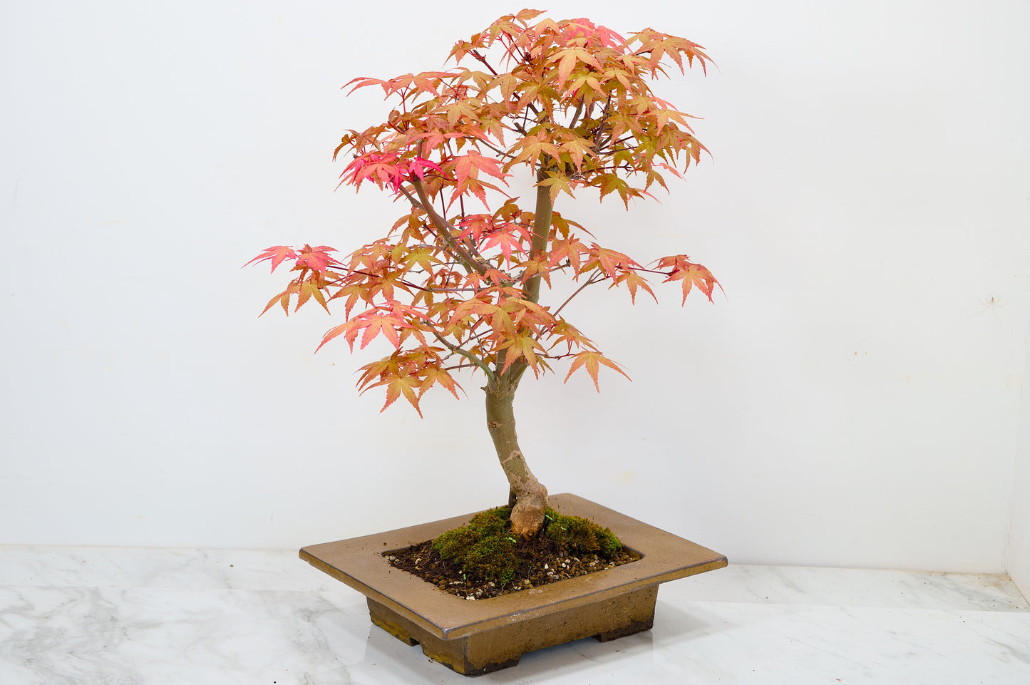 Deshojo Japanese Maple Bonsai+ Care Kit