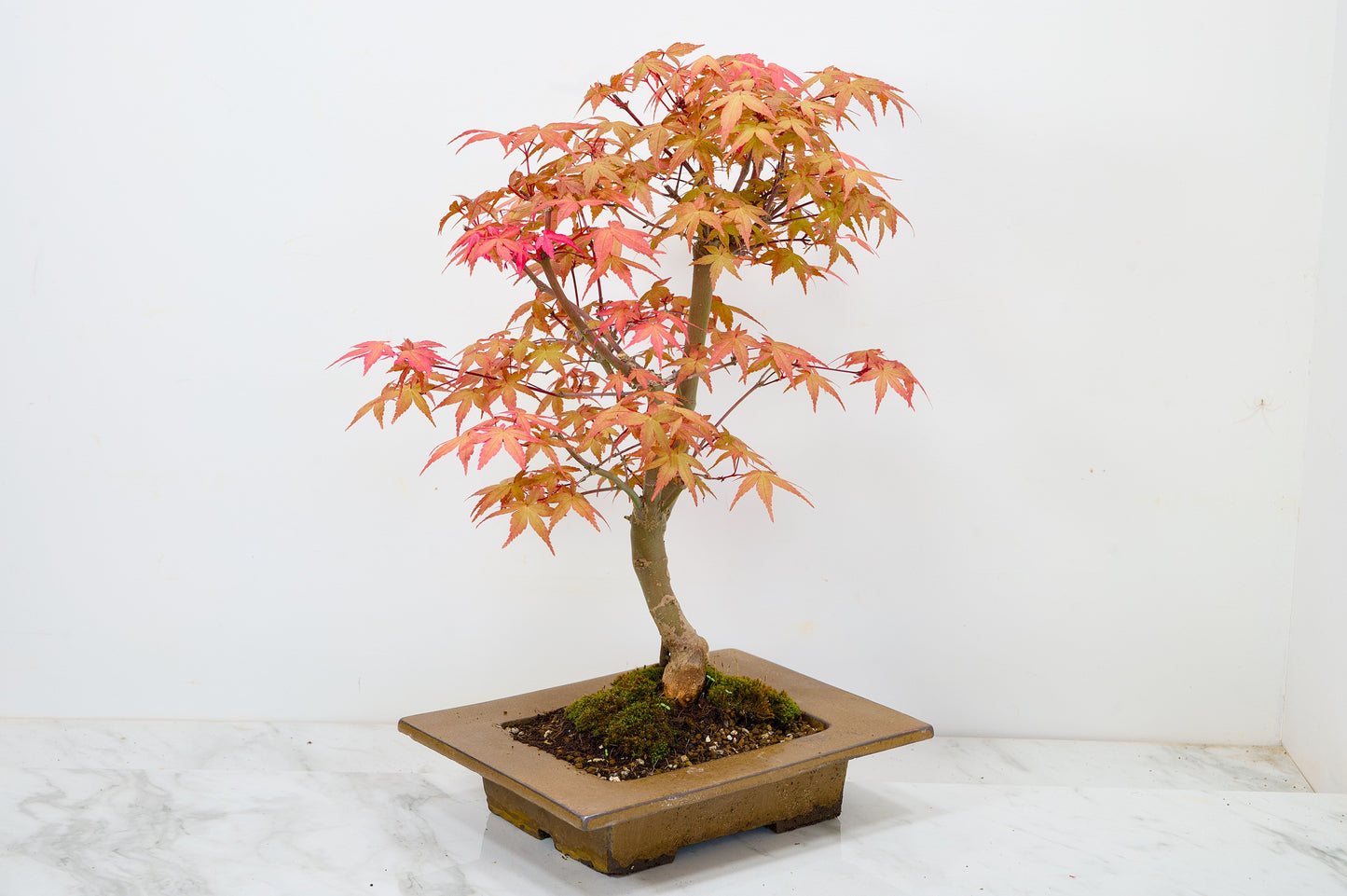 Deshojo Japanese Maple Bonsai+ Care Kit