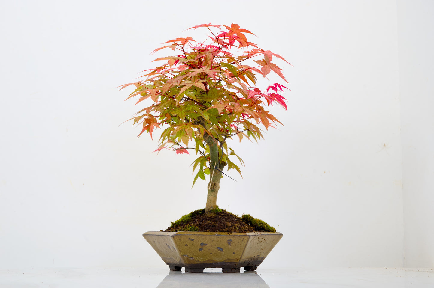 Deshojo Japanese Maple Bonsai+ Care Kit