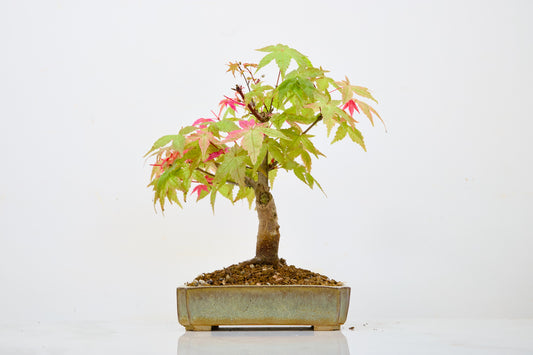 Deshojo Japanese Maple Bonsai + Care Kit