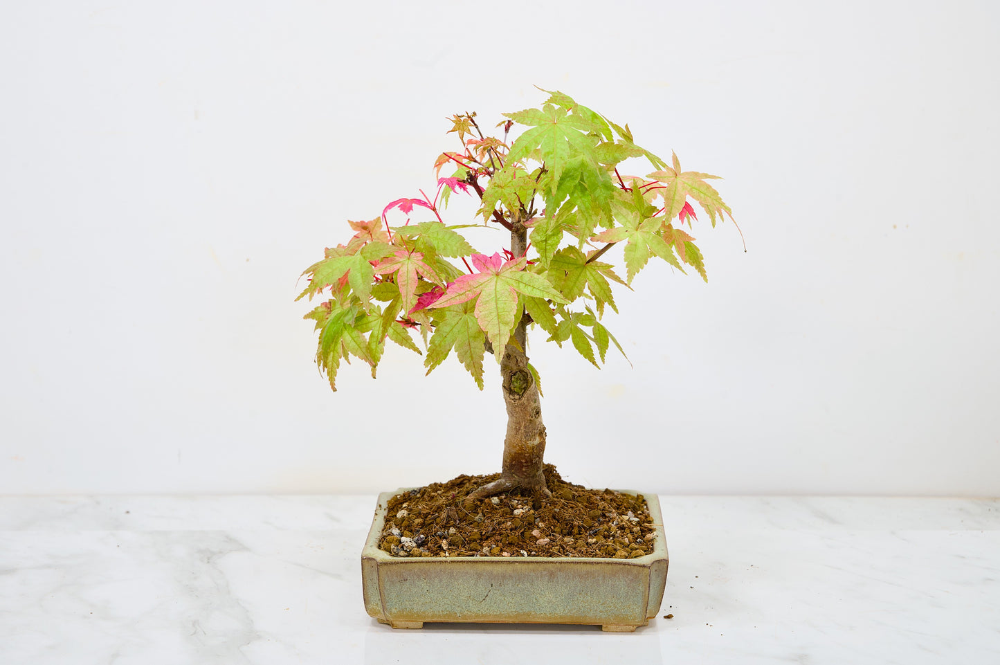 Deshojo Japanese Maple Bonsai + Care Kit