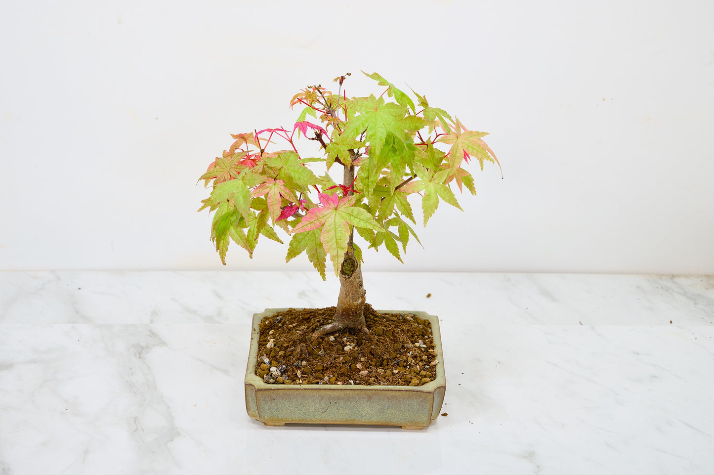 Deshojo Japanese Maple Bonsai + Care Kit