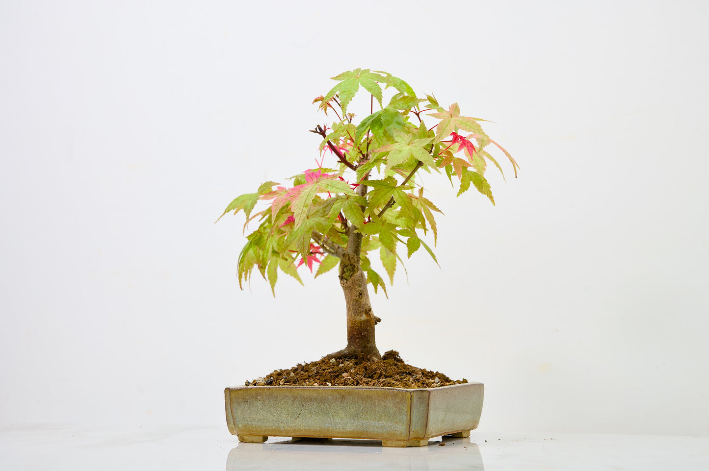 Deshojo Japanese Maple Bonsai + Care Kit
