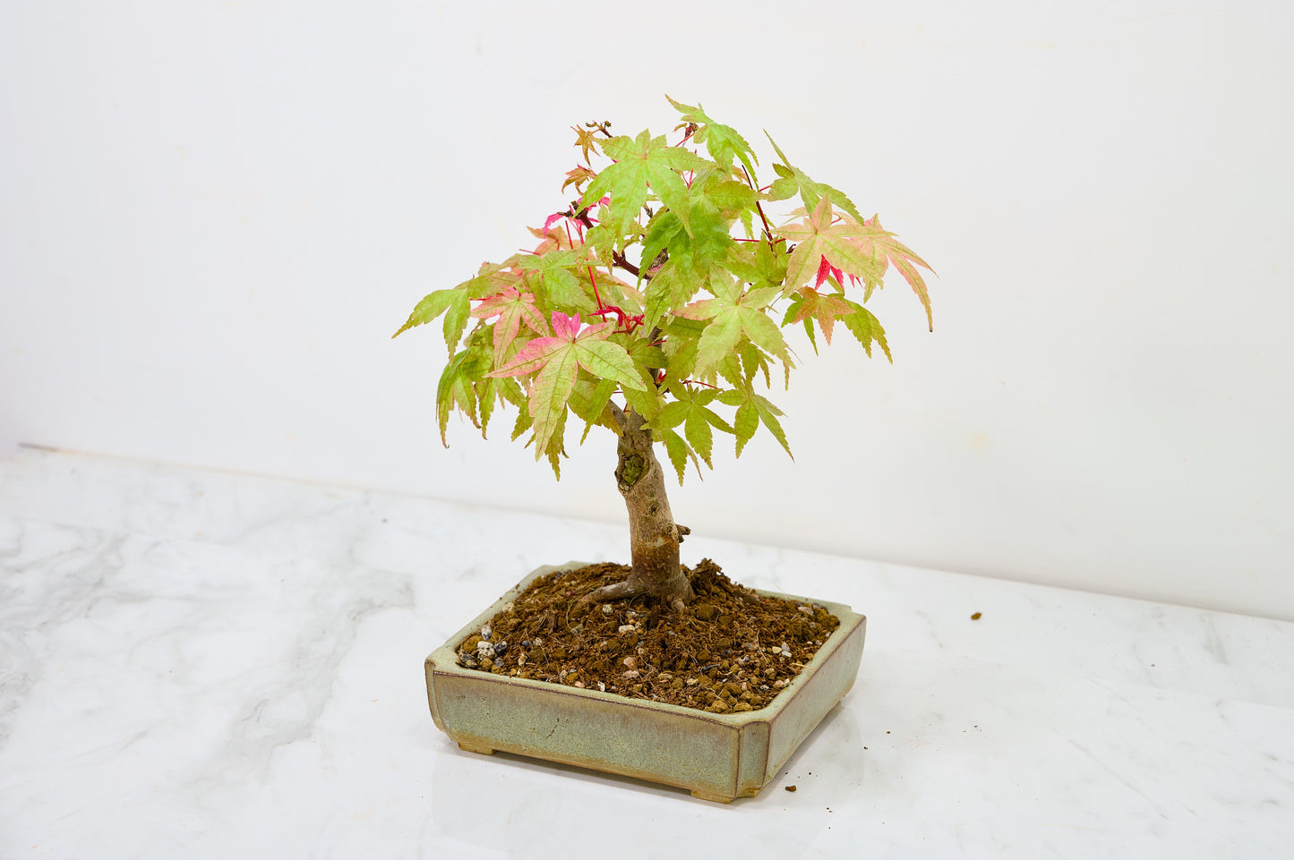Deshojo Japanese Maple Bonsai + Care Kit