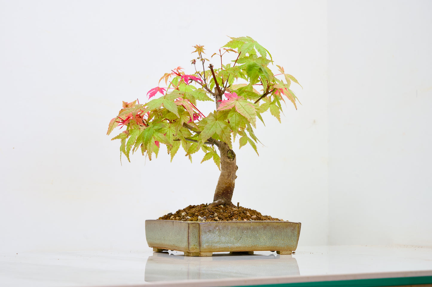 Deshojo Japanese Maple Bonsai + Care Kit