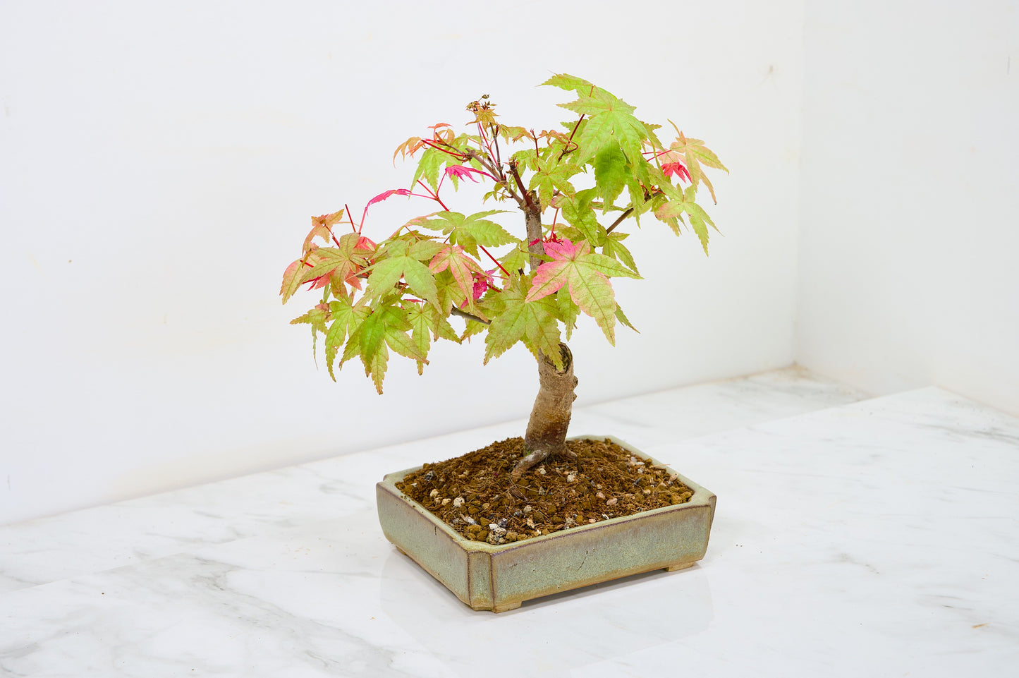 Deshojo Japanese Maple Bonsai + Care Kit