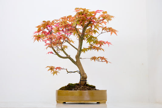 Deshojo Japanese Maple Bonsai+ Care Kit