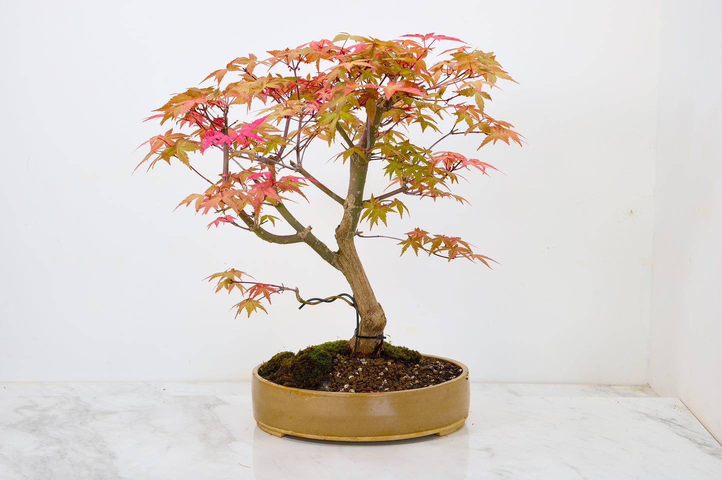 Deshojo Japanese Maple Bonsai+ Care Kit