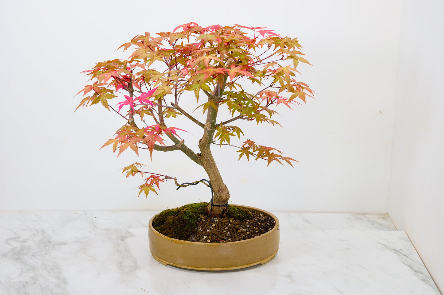 Deshojo Japanese Maple Bonsai+ Care Kit