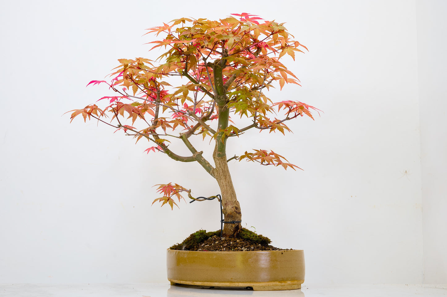 Deshojo Japanese Maple Bonsai+ Care Kit