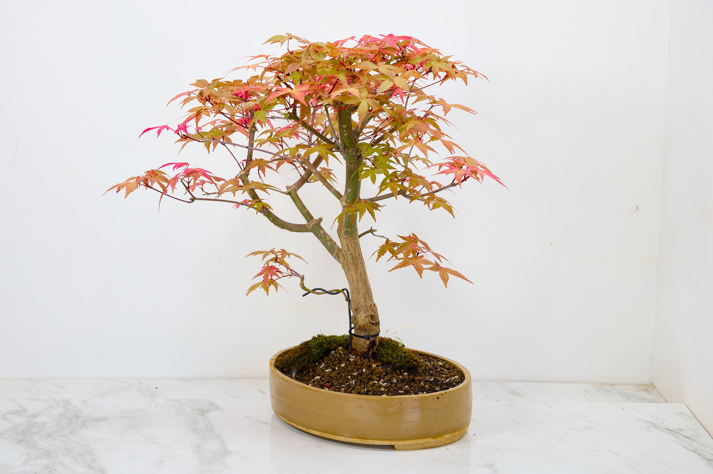 Deshojo Japanese Maple Bonsai+ Care Kit