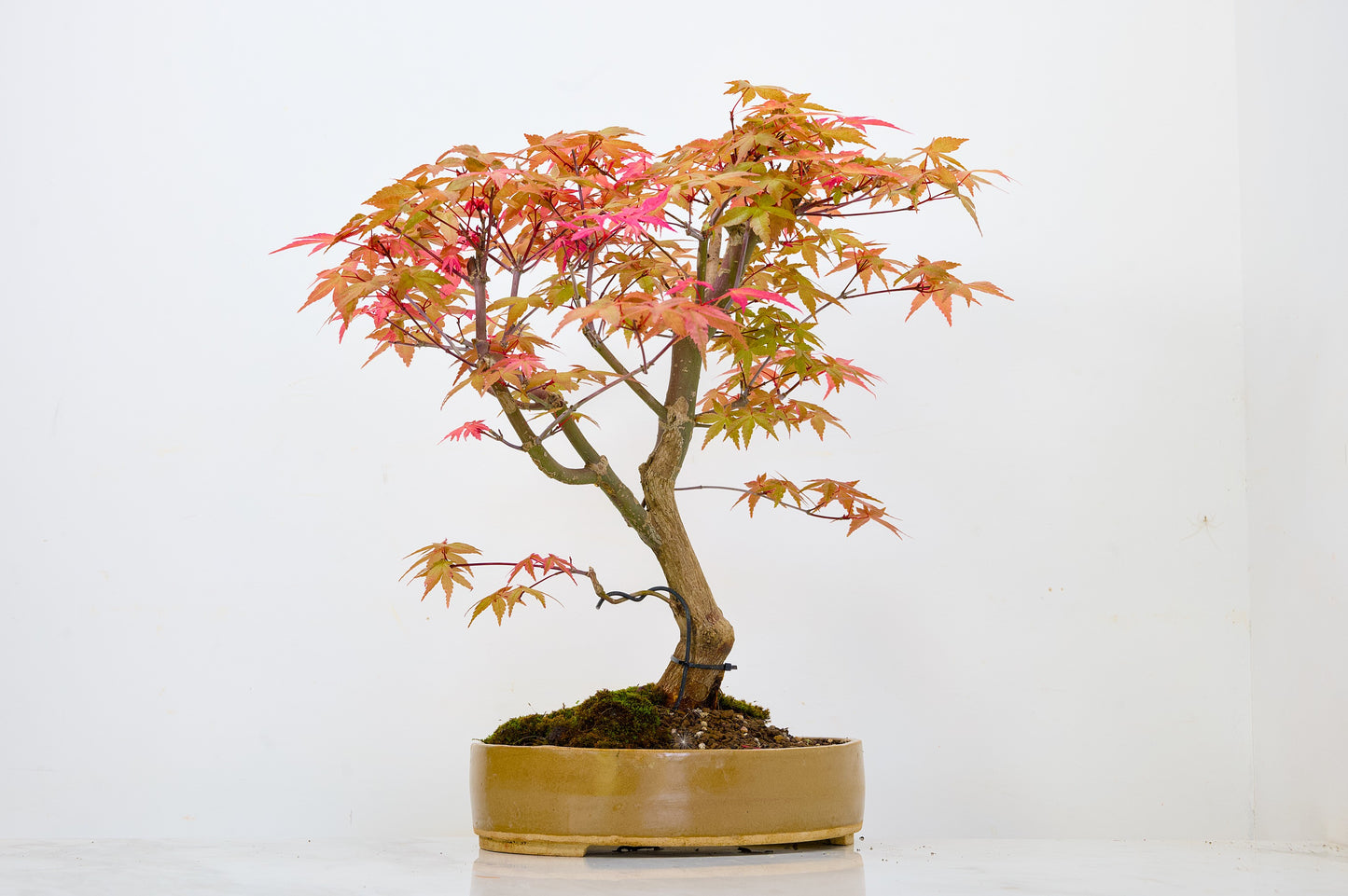 Deshojo Japanese Maple Bonsai+ Care Kit