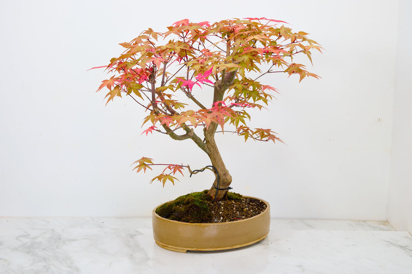 Deshojo Japanese Maple Bonsai+ Care Kit