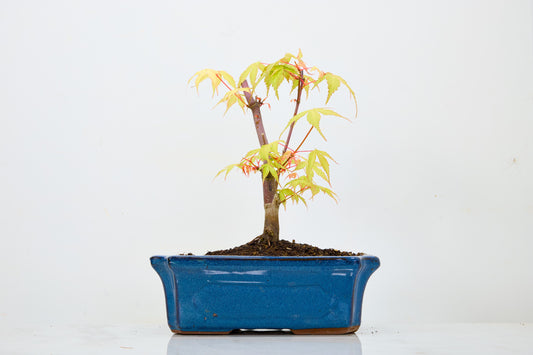 Japanese Maple Pre Bonsai & Development Kit