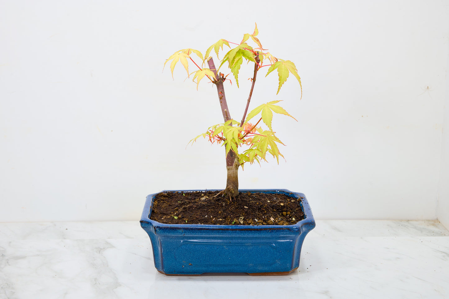 Japanese Maple Pre Bonsai & Development Kit