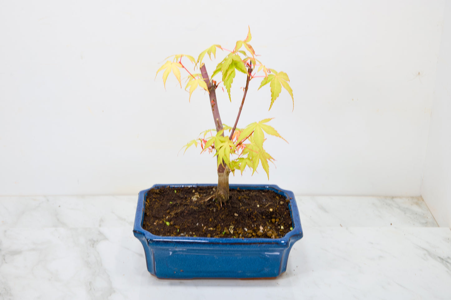 Japanese Maple Pre Bonsai & Development Kit