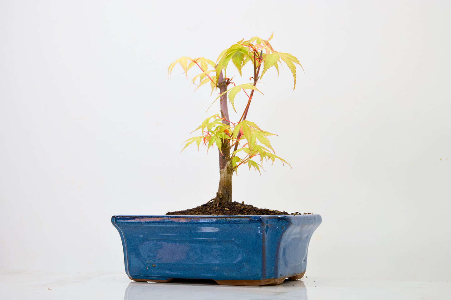 Japanese Maple Pre Bonsai & Development Kit