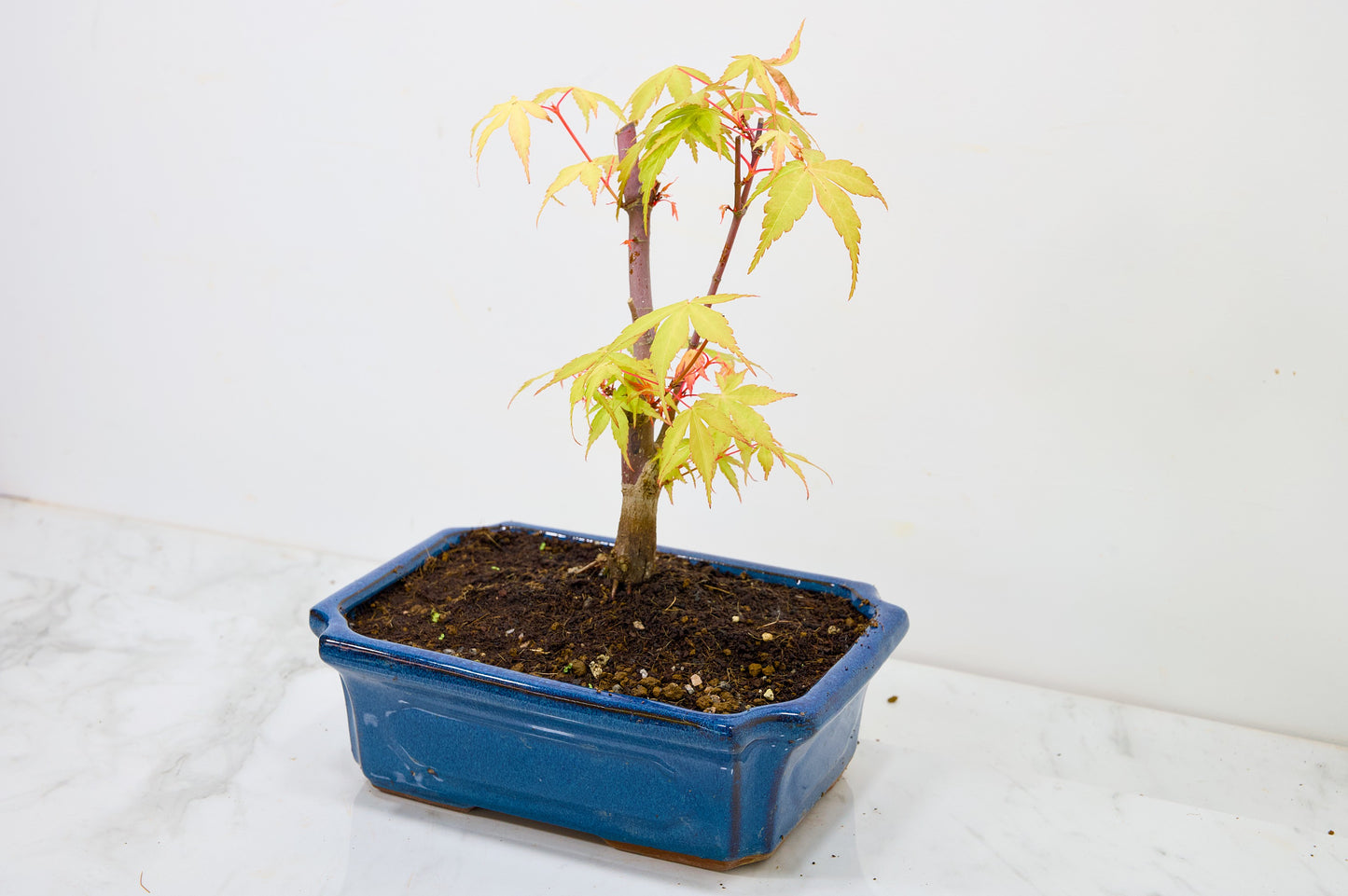 Japanese Maple Pre Bonsai & Development Kit