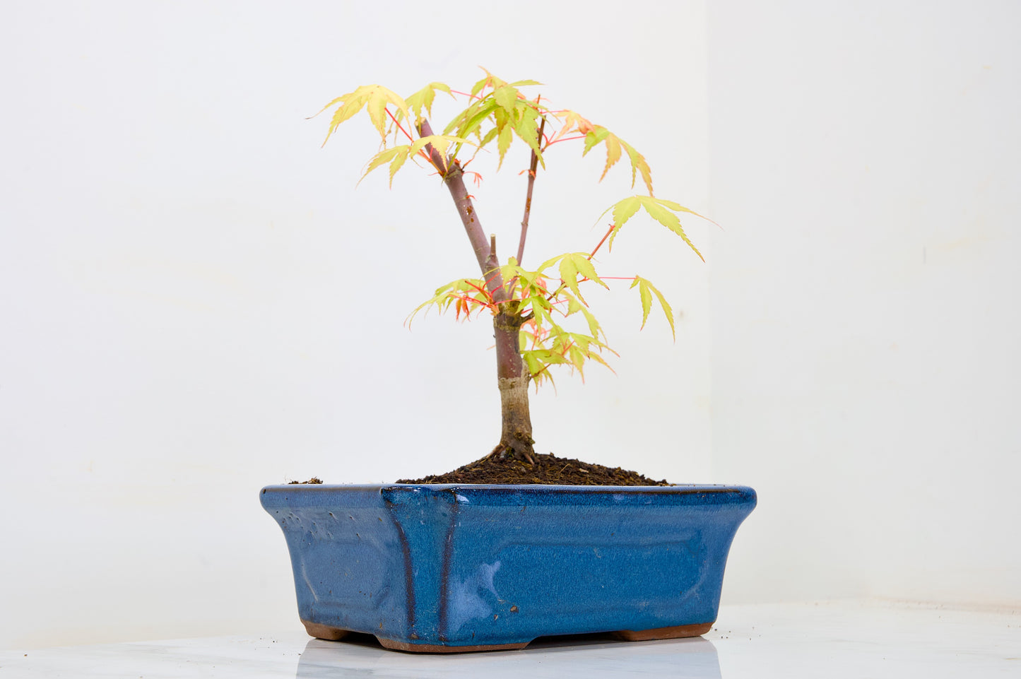 Japanese Maple Pre Bonsai & Development Kit