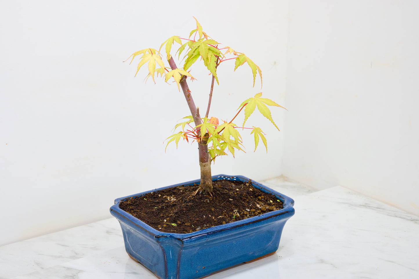 Japanese Maple Pre Bonsai & Development Kit