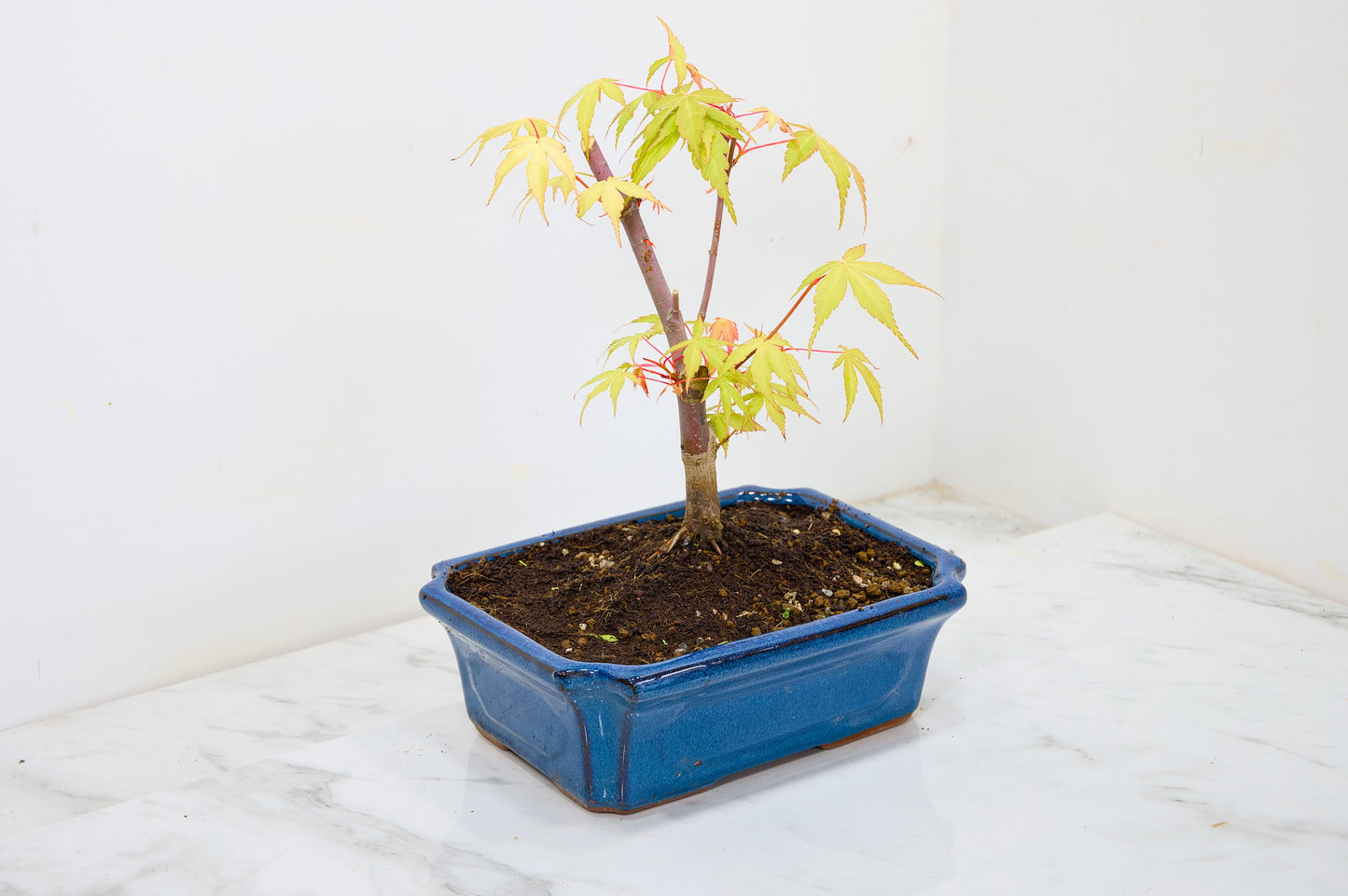 Japanese Maple Pre Bonsai & Development Kit