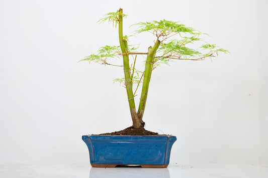 Japanese Maple Pre Bonsai & Development Kit