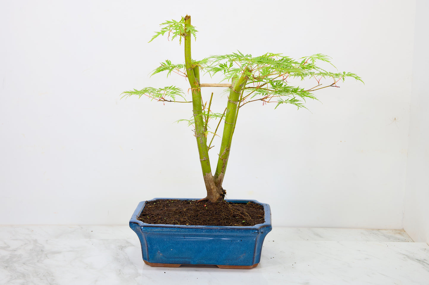 Japanese Maple Pre Bonsai & Development Kit