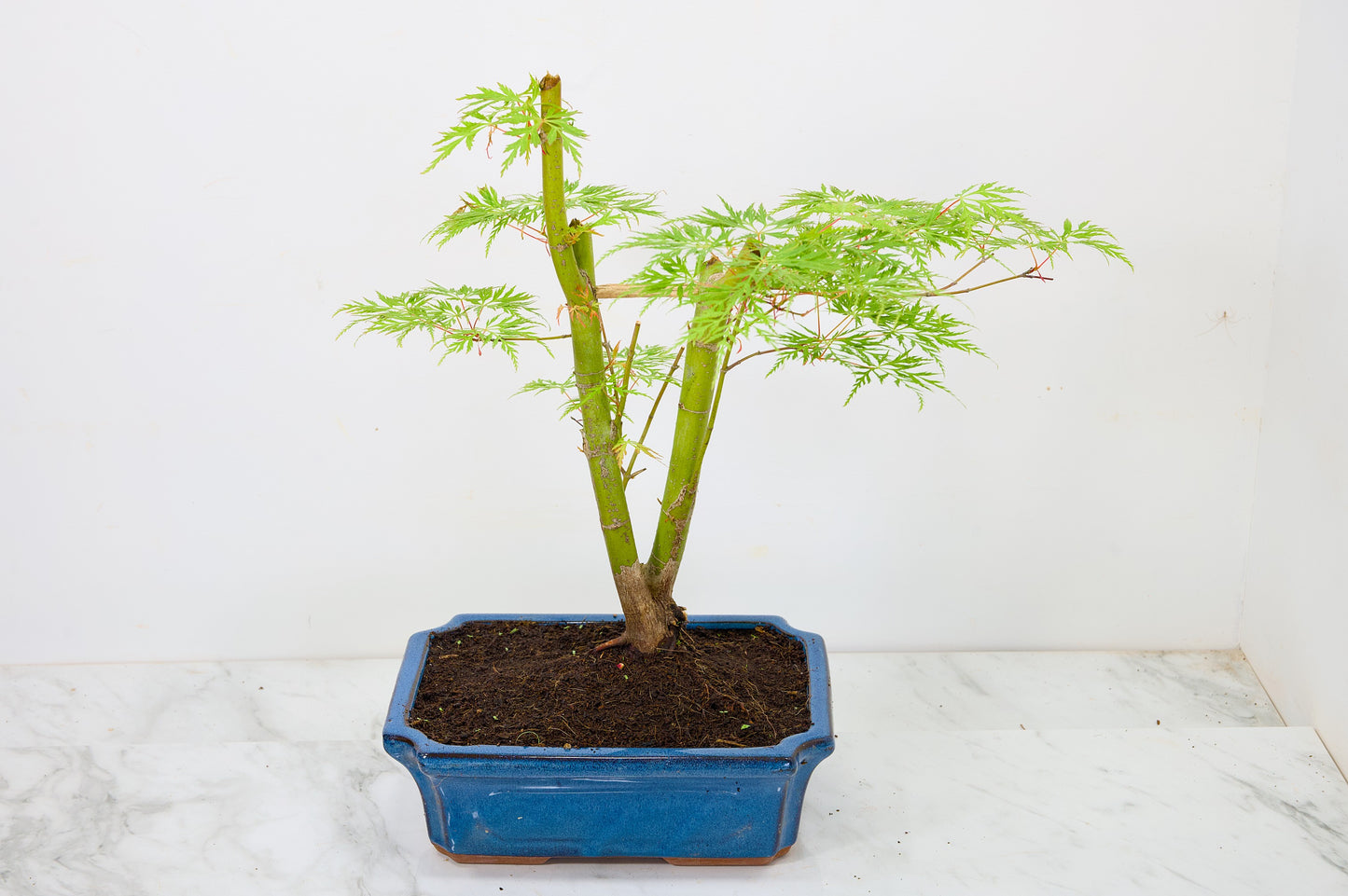 Japanese Maple Pre Bonsai & Development Kit