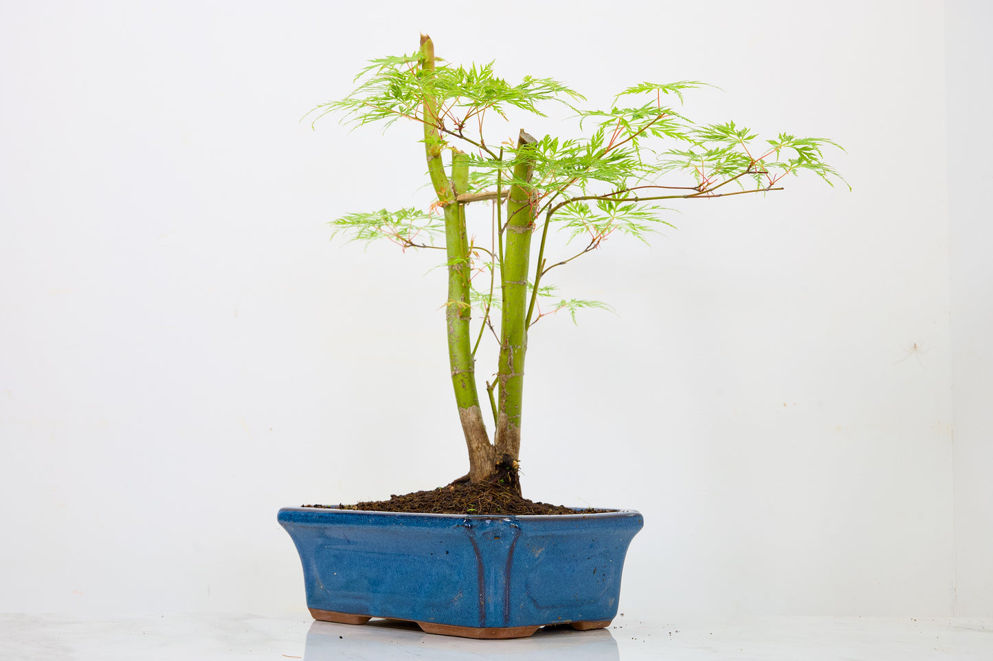 Japanese Maple Pre Bonsai & Development Kit
