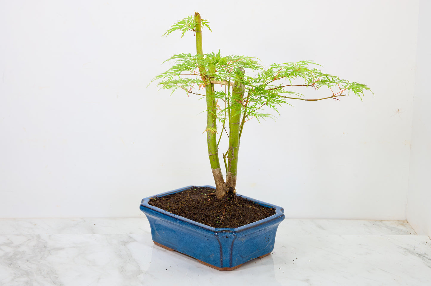 Japanese Maple Pre Bonsai & Development Kit
