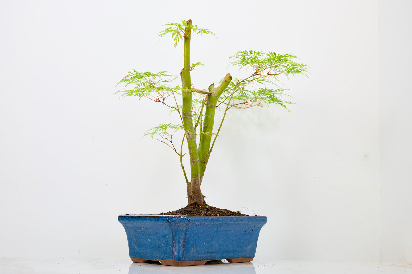 Japanese Maple Pre Bonsai & Development Kit