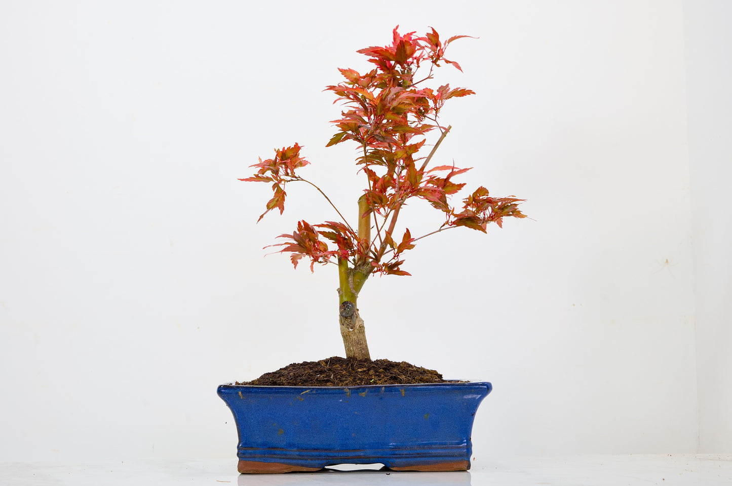 Japanese Maple Pre Bonsai & Development Kit