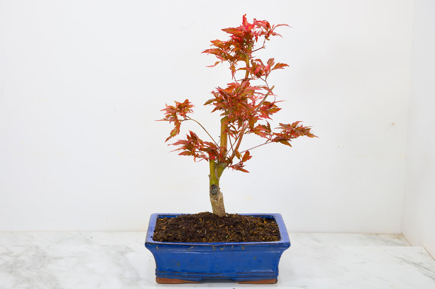 Japanese Maple Pre Bonsai & Development Kit