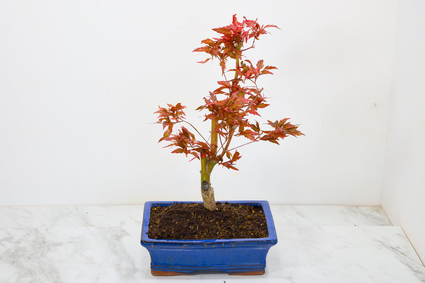 Japanese Maple Pre Bonsai & Development Kit
