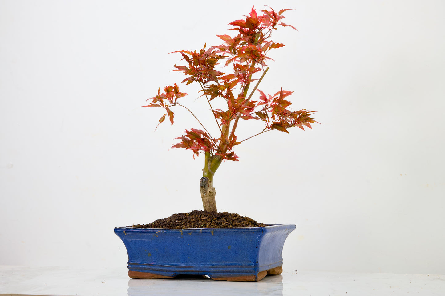Japanese Maple Pre Bonsai & Development Kit