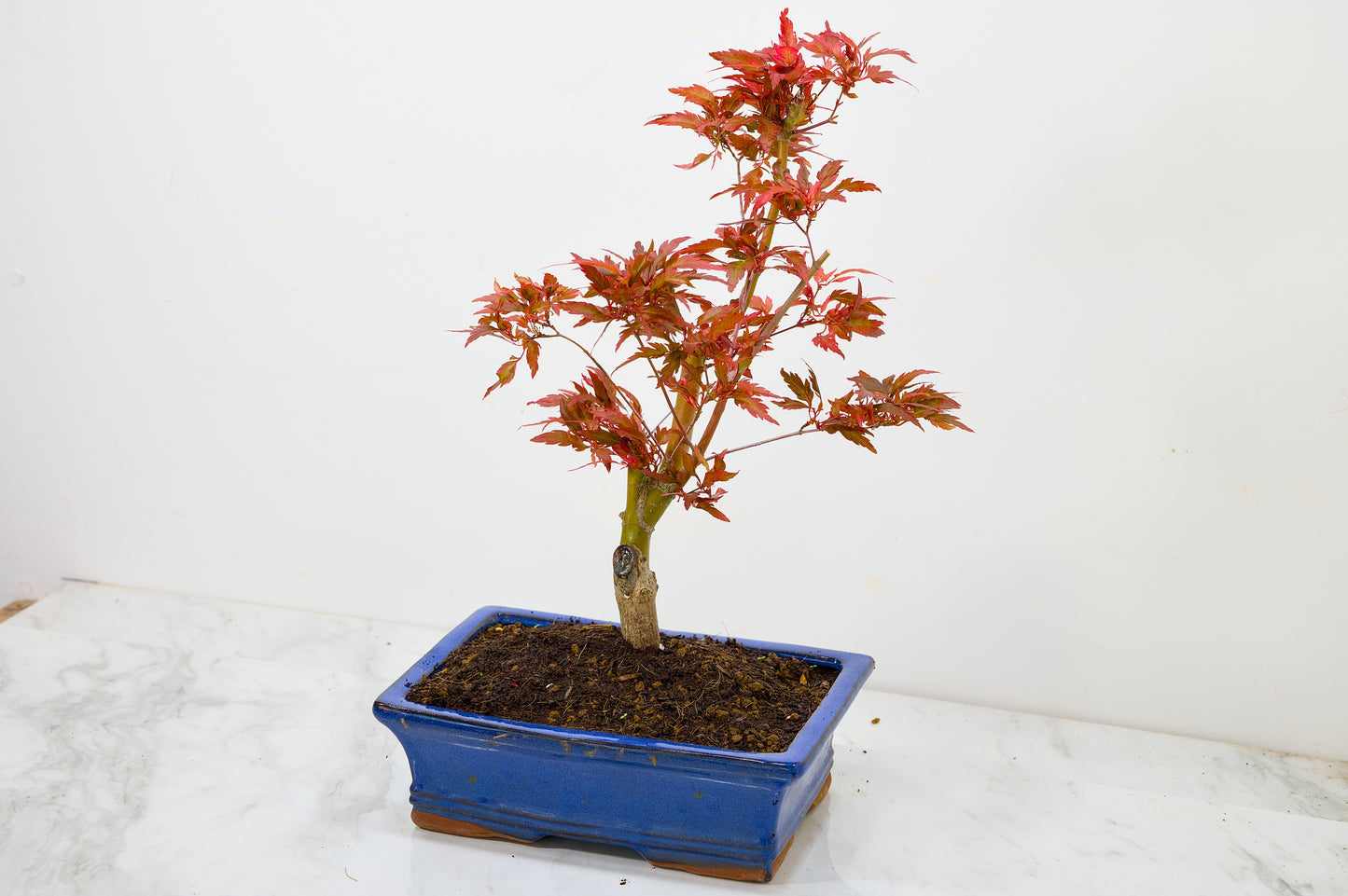 Japanese Maple Pre Bonsai & Development Kit