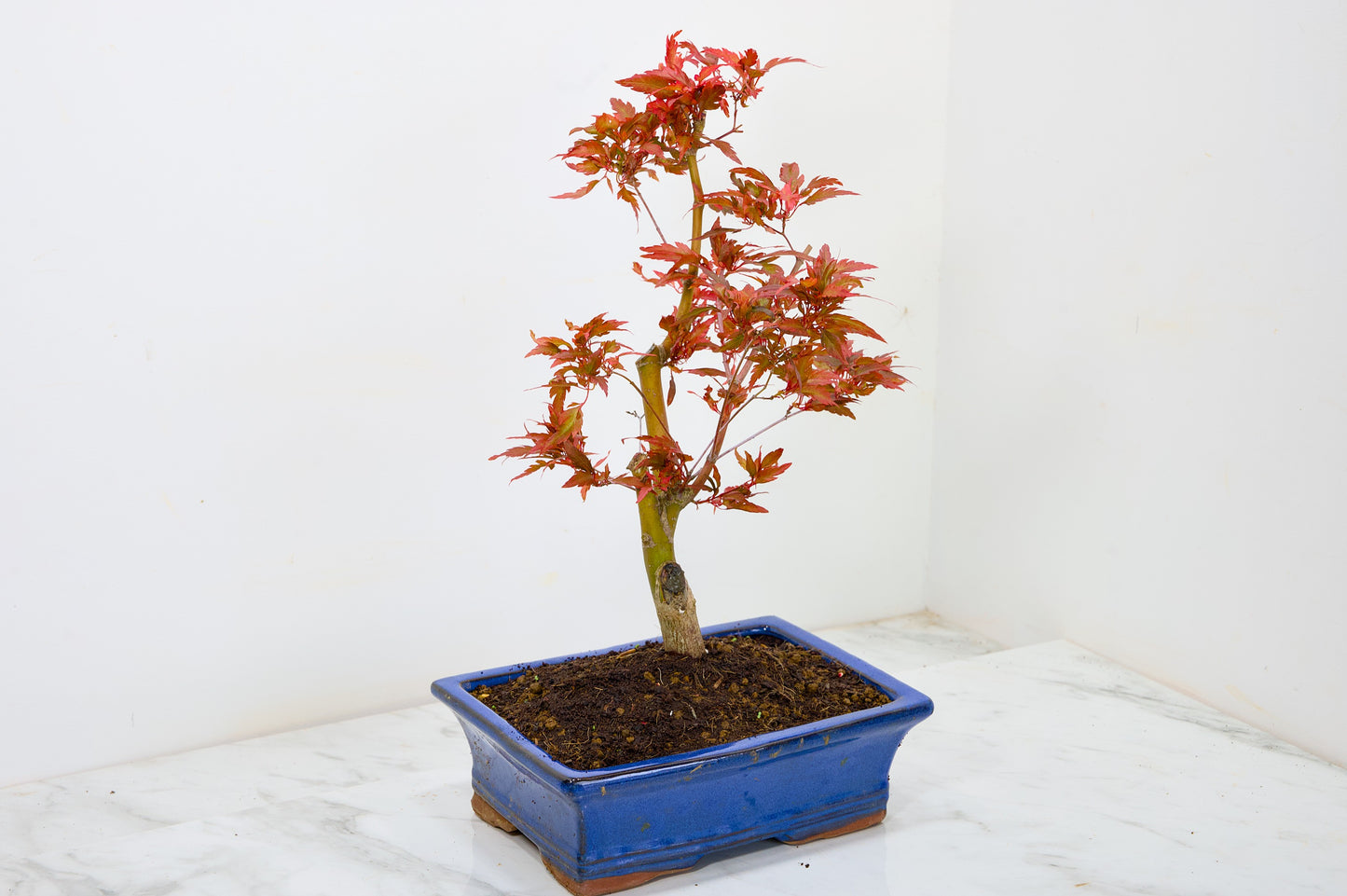 Japanese Maple Pre Bonsai & Development Kit