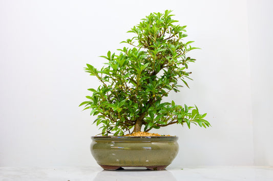 Satsuki Azalea Bonsai & Care Kit