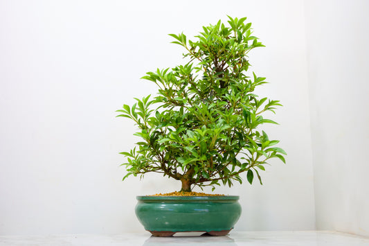 Satsuki Azalea Bonsai & Care Kit