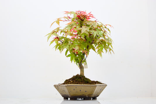 Deshojo Japanese Maple Bonsai+ Care Kit