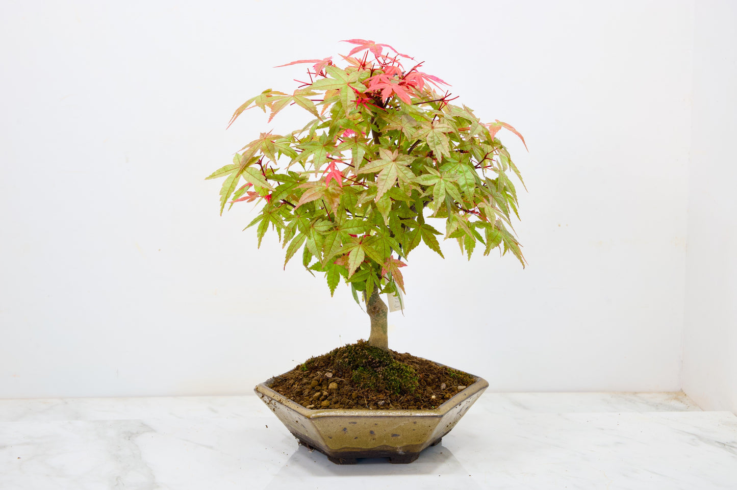 Deshojo Japanese Maple Bonsai+ Care Kit