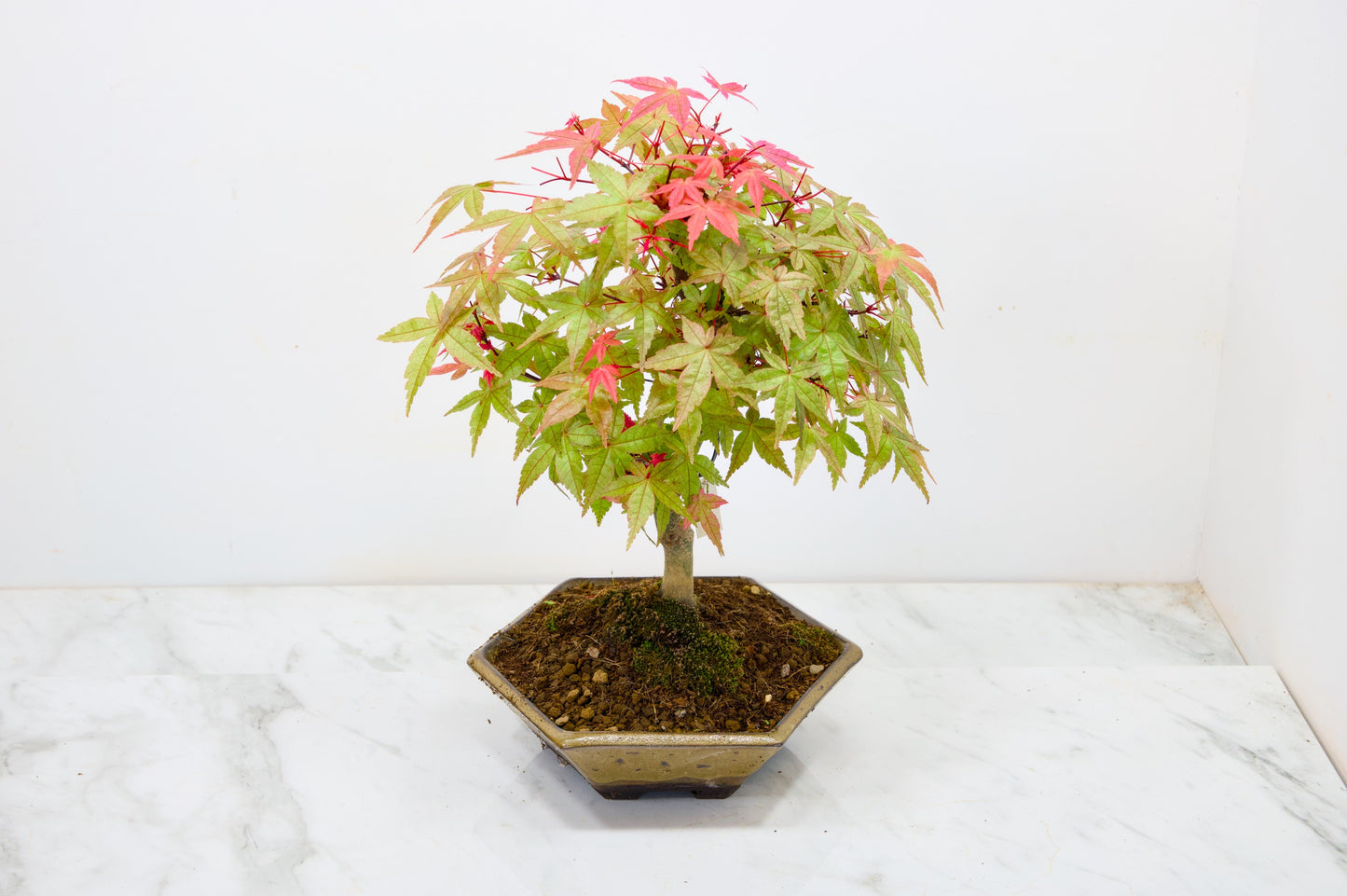 Deshojo Japanese Maple Bonsai+ Care Kit