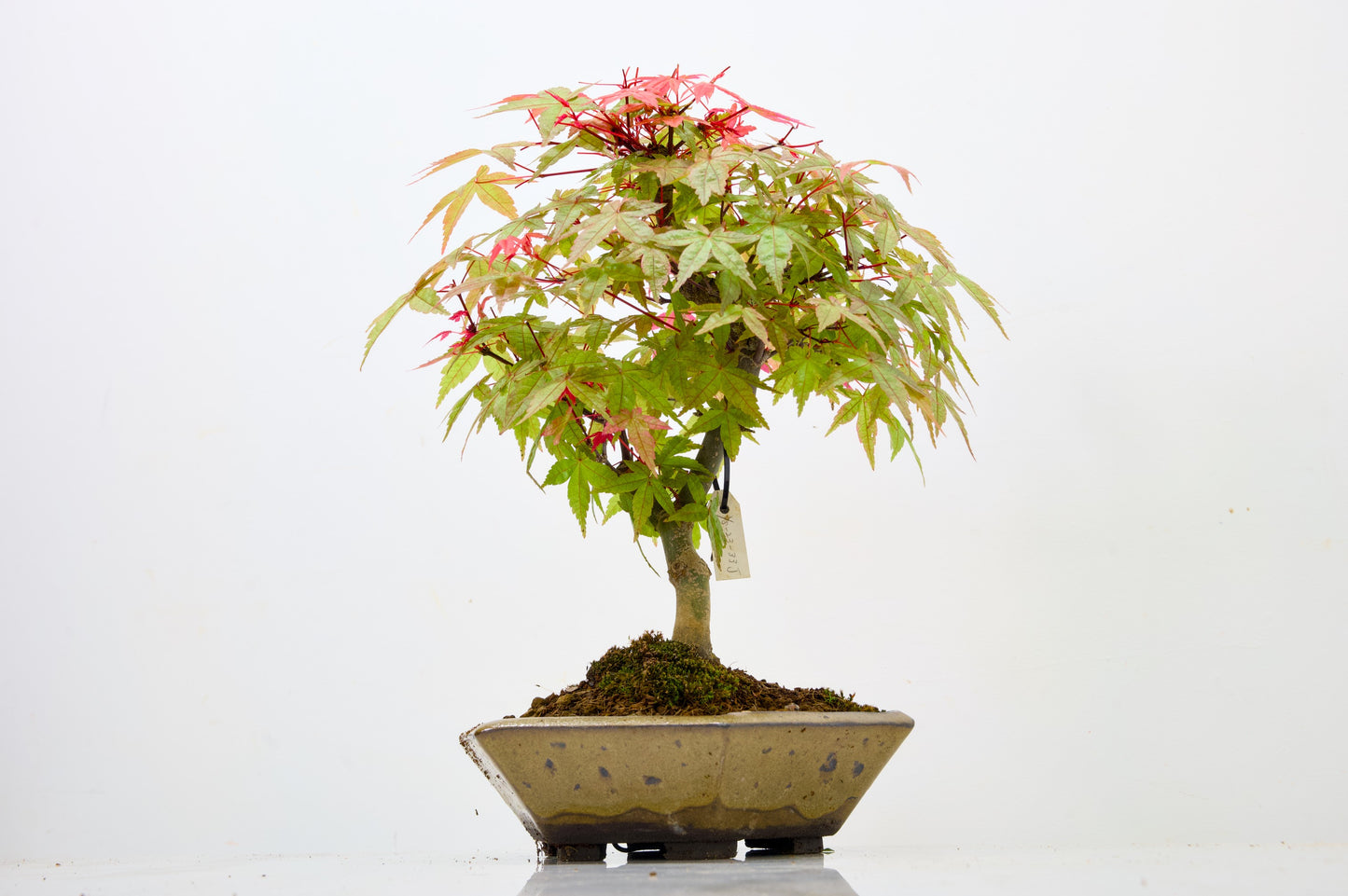 Deshojo Japanese Maple Bonsai+ Care Kit