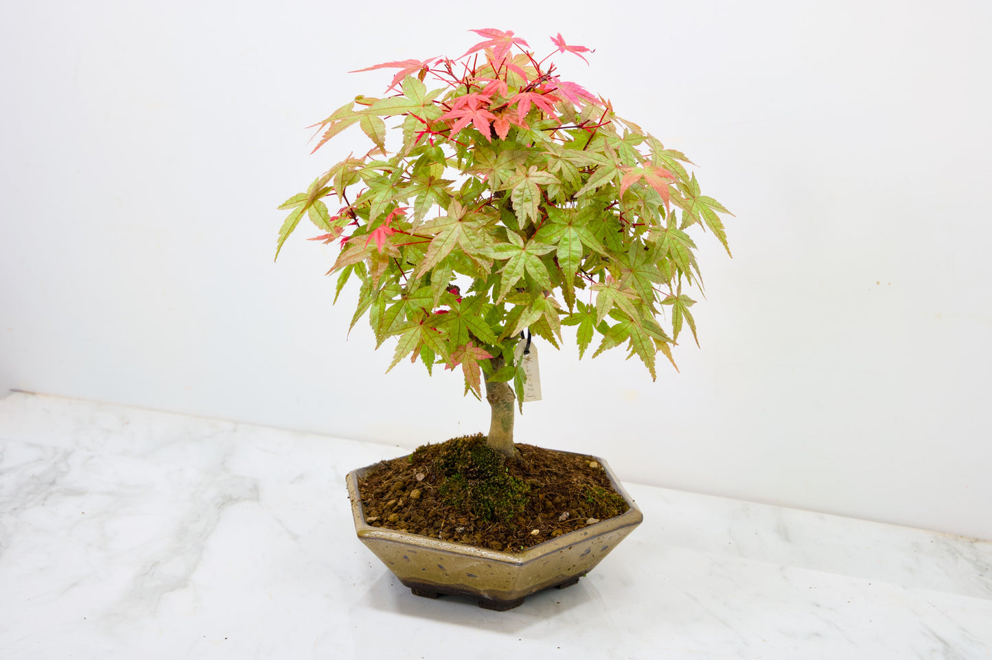 Deshojo Japanese Maple Bonsai+ Care Kit