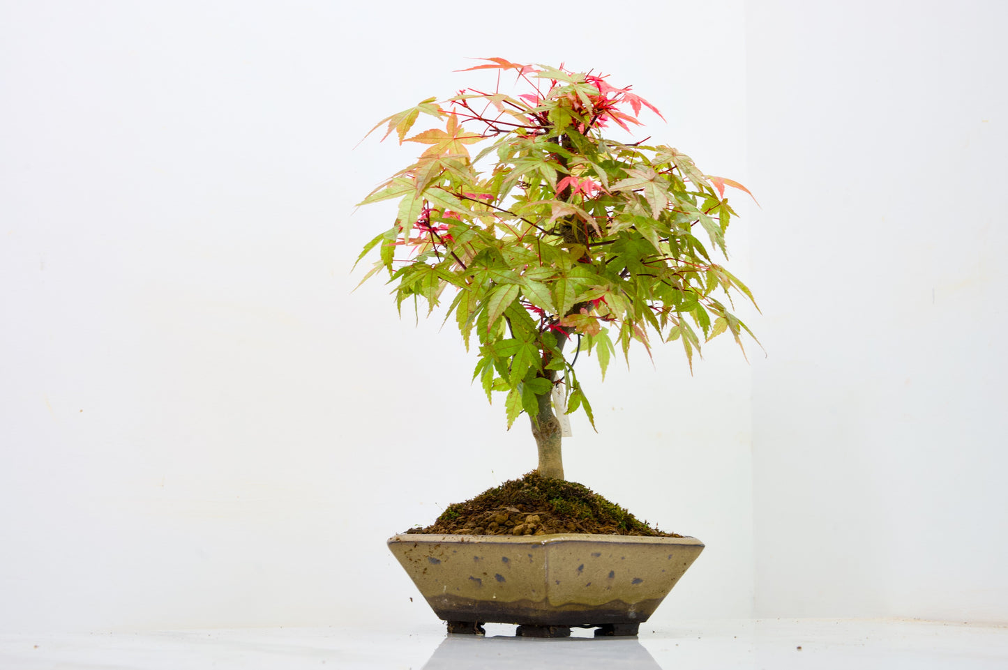 Deshojo Japanese Maple Bonsai+ Care Kit