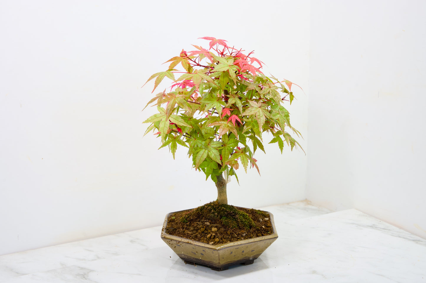 Deshojo Japanese Maple Bonsai+ Care Kit