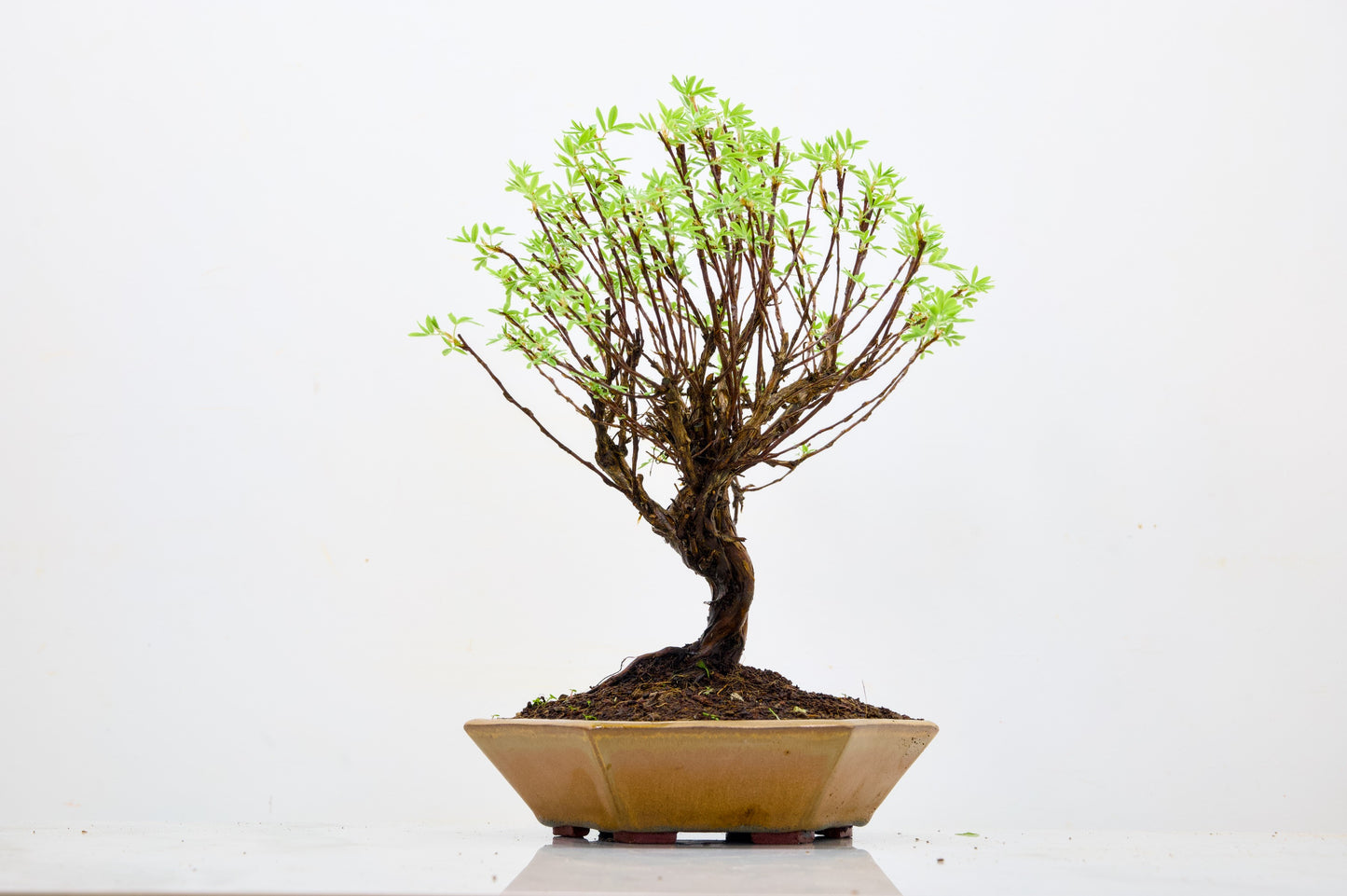 Potentilla Flowering  Bonsai