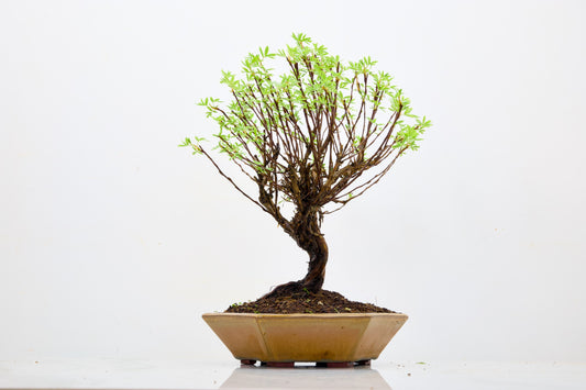 Potentilla Flowering  Bonsai