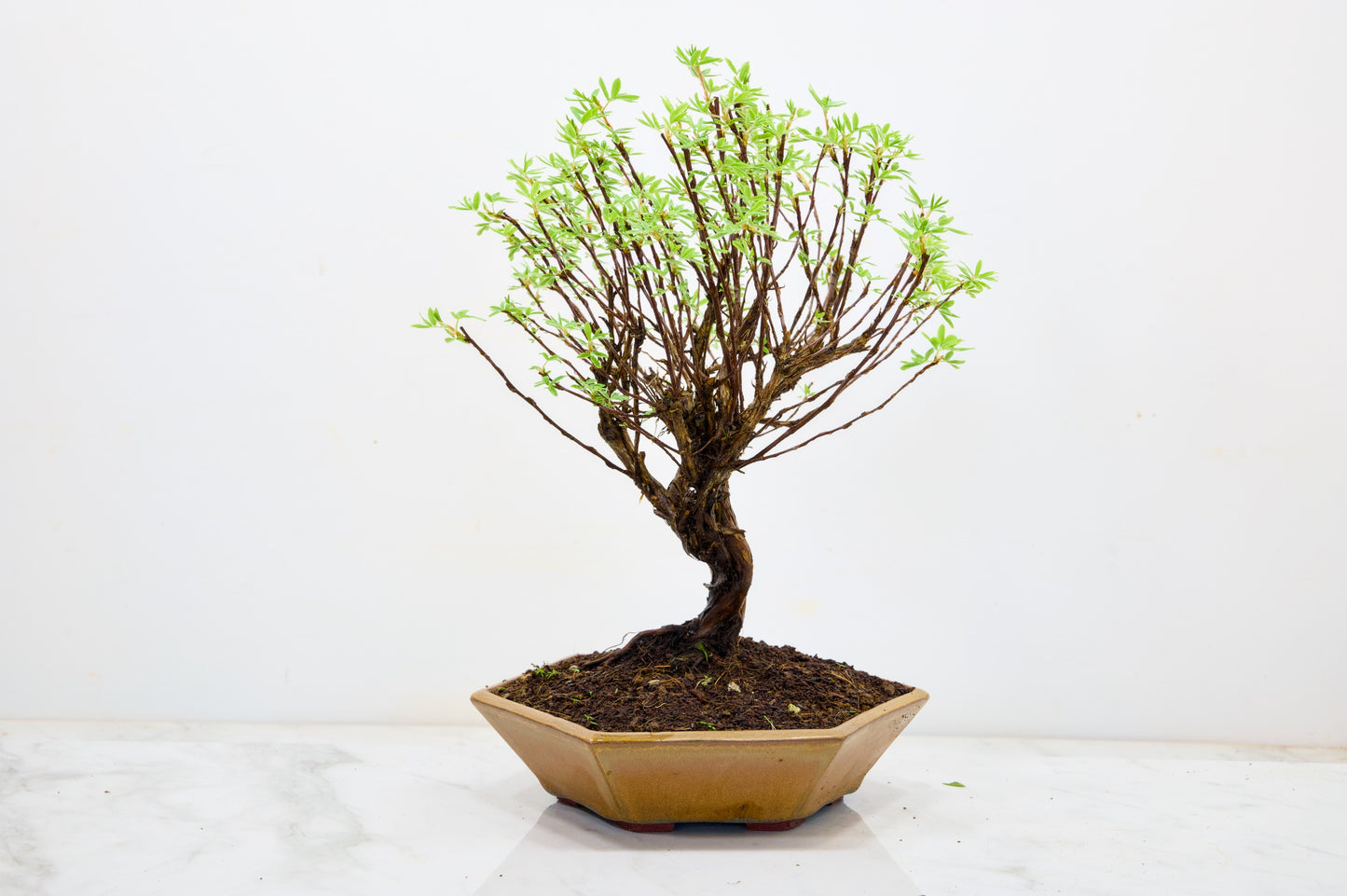 Potentilla Flowering  Bonsai